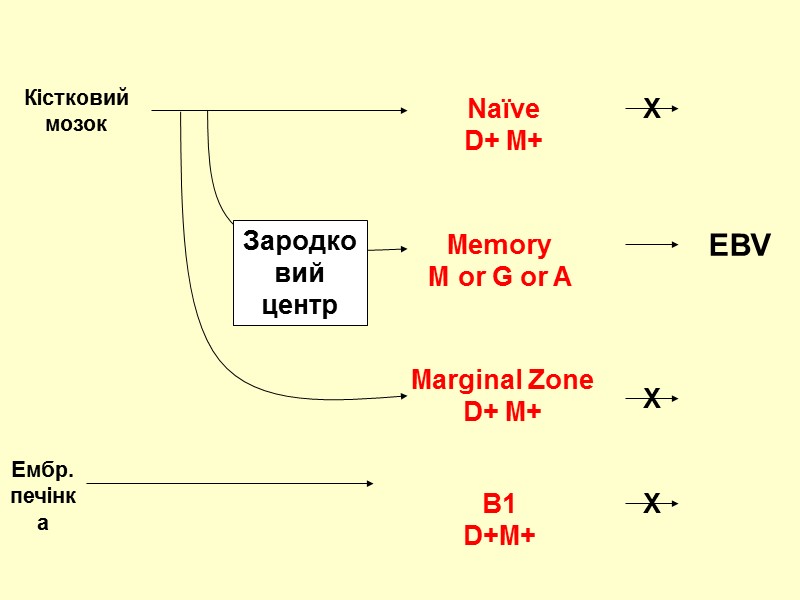 Memory M or G or A  EBV Marginal Zone D+ M+ B1 D+M+